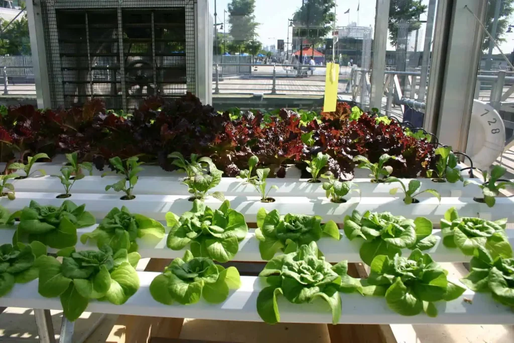 Leafy Greens Hydroponics