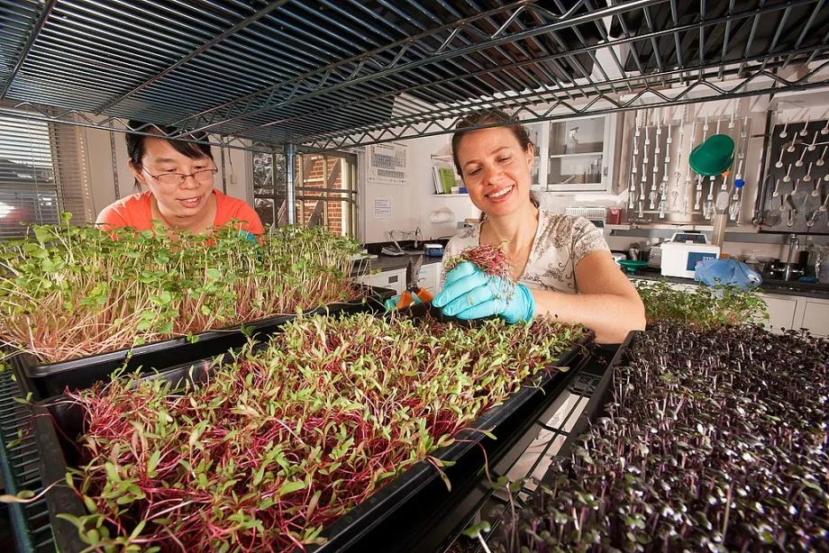 Harvesting Microgreens