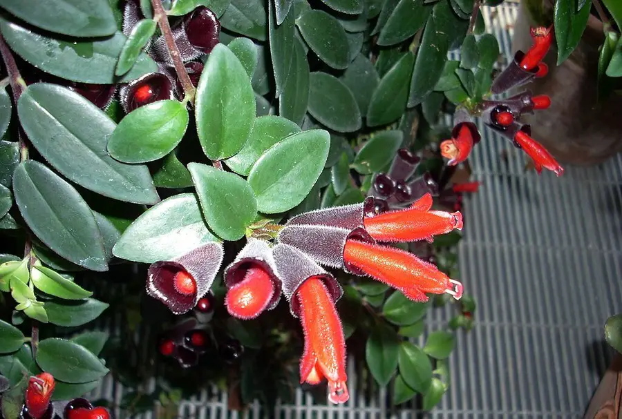 Lipstick Plant -Aeschynanthus radicans