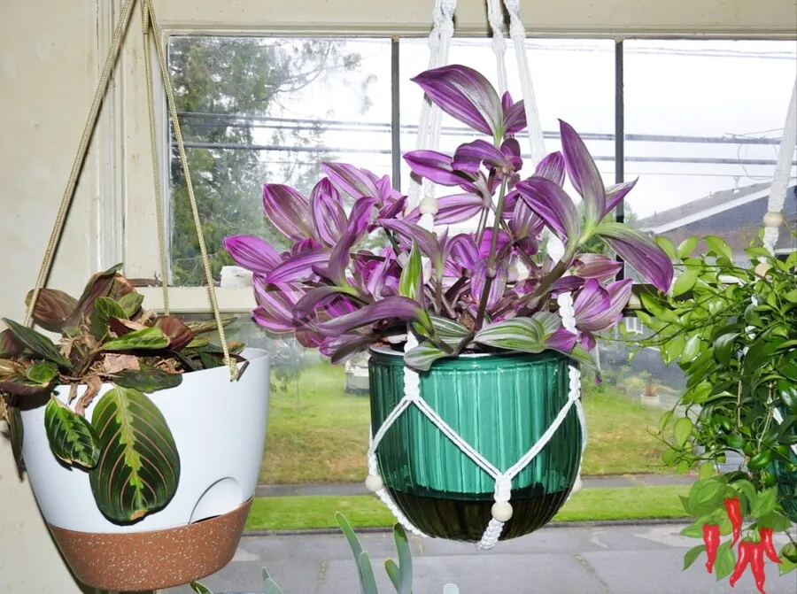 Nanouk Pink Wandering Jew Hanging Basket