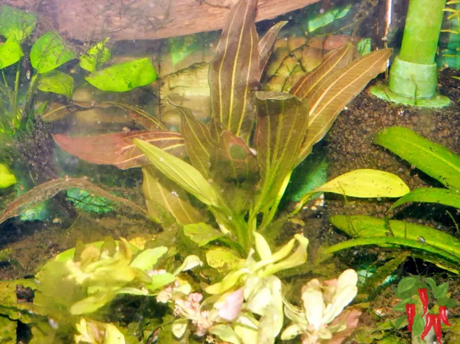 Planting the Red Rubin Sword