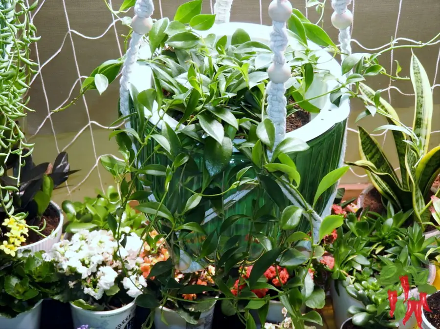 Purple Star Lipstick Plant