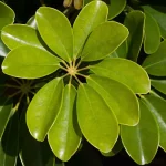 Schefflera Plant Care