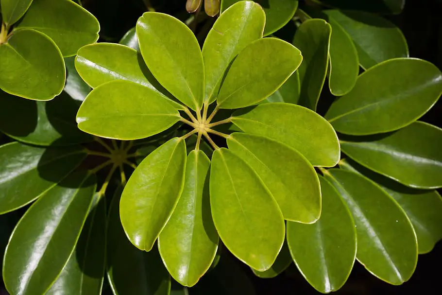 Schefflera Plant Care