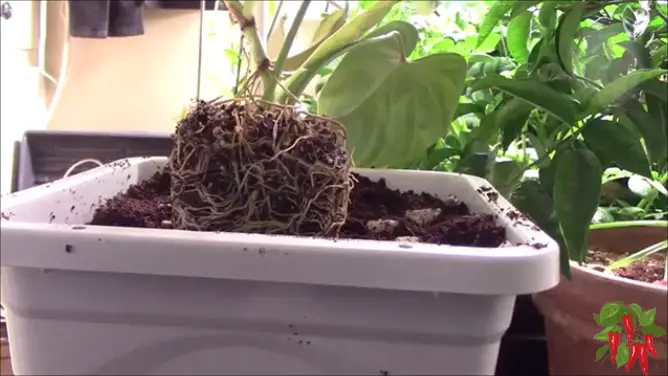 Glorious Philodendron Root System