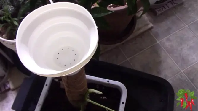 Plant Support Watering Funnel