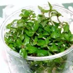 Staurogyne Repens: Easy Aquarium Carpet Plant
