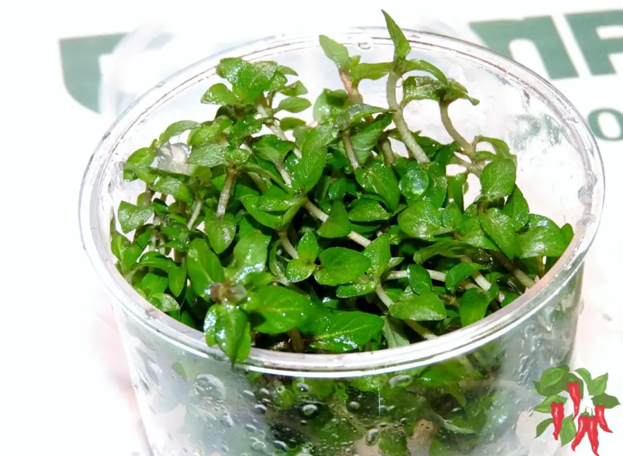 Staurogyne Repens: Easy Aquarium Carpet Plant