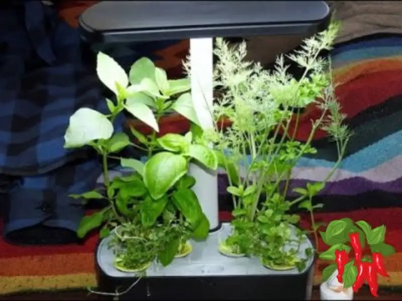 Herbs in My Aerogarden Hydroponic system