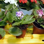 African Violet Plant Care