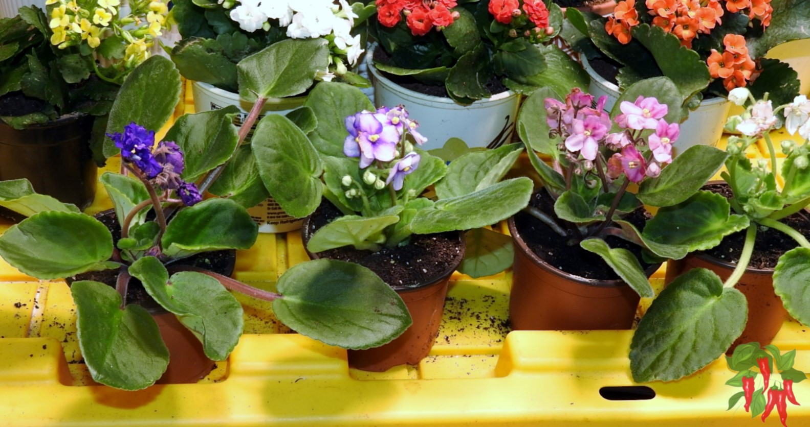 African Violet Plant Care