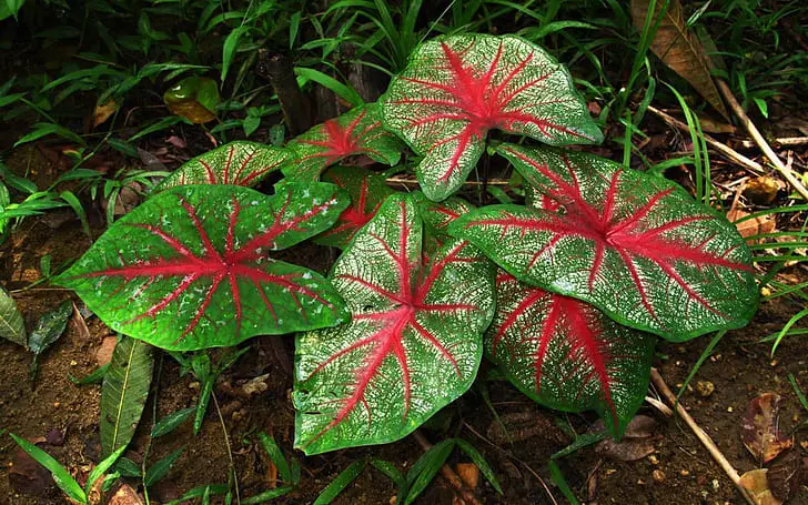 caladium