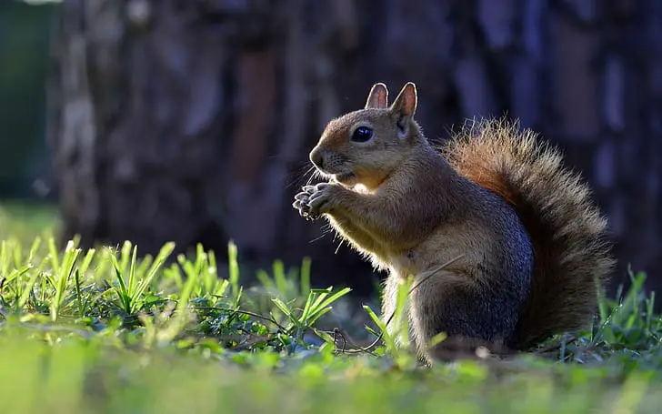 squirrel
