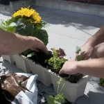10 Benefits of Urban Gardening at Home