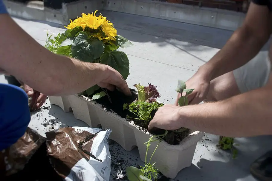 Transplanting Seedlings