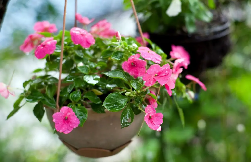 Best Hanging Pots for Balconies