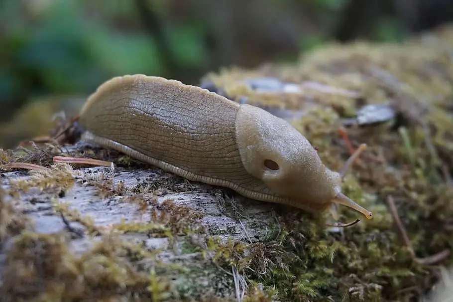 garden slug
