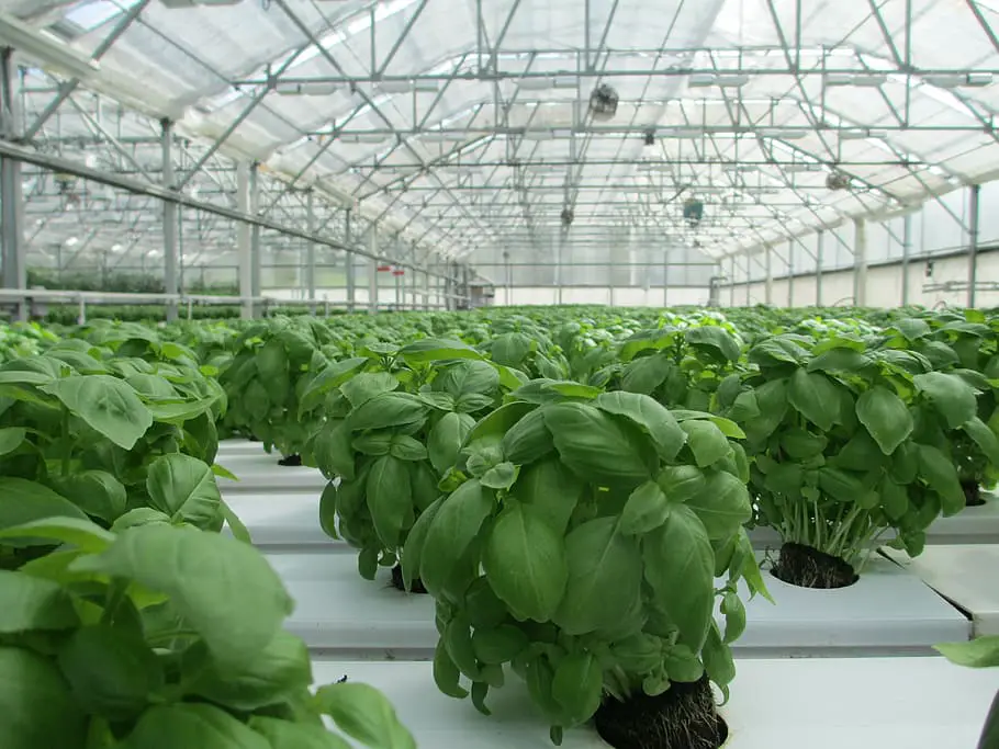 ypes of Urban Gardens - Hydroponic Basil