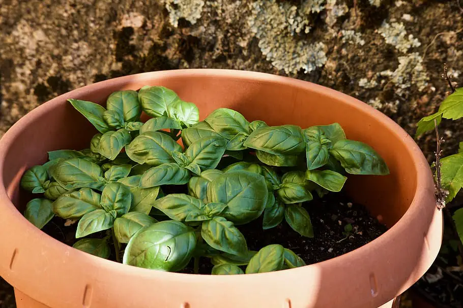 Getting Started with Urban Gardening