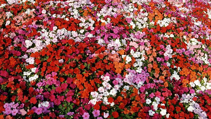 A Bed of Impatiens