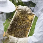 What is Urban Beekeeping?