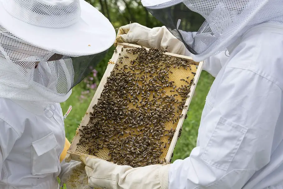 What is Urban Beekeeping?