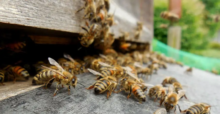 The Growth and Feasibility of Urban Beekeeping