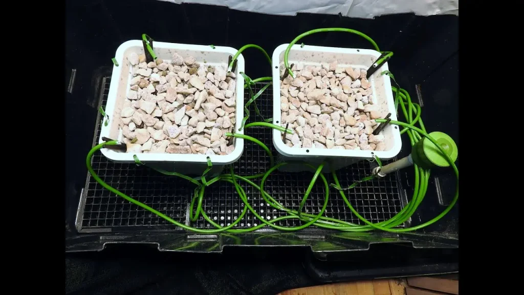 Hydroponic Gardening At Home