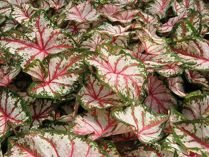 Best Plants for Shady Balconies: Caladium