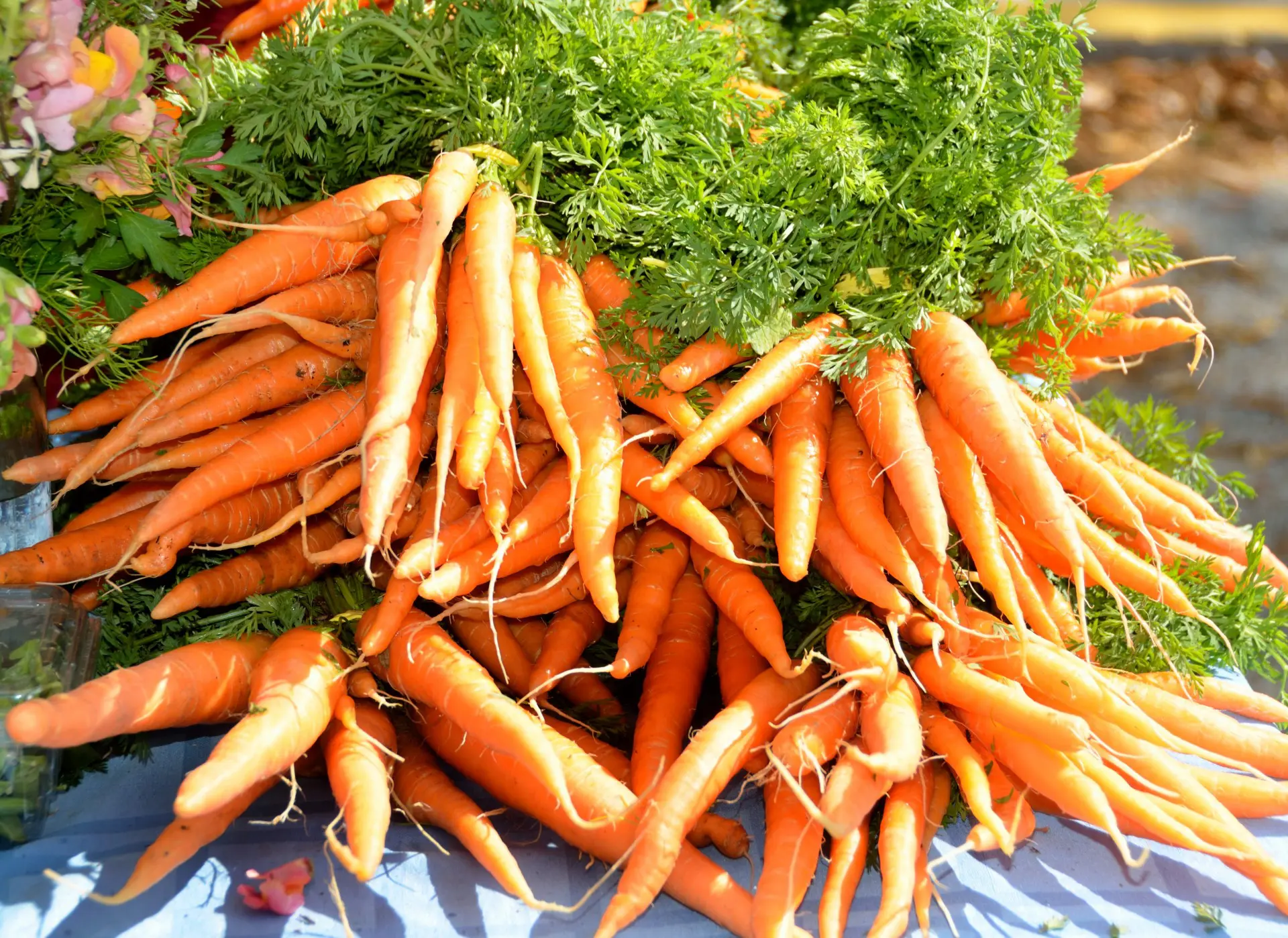 How To Grow Carrots In Hydroponics