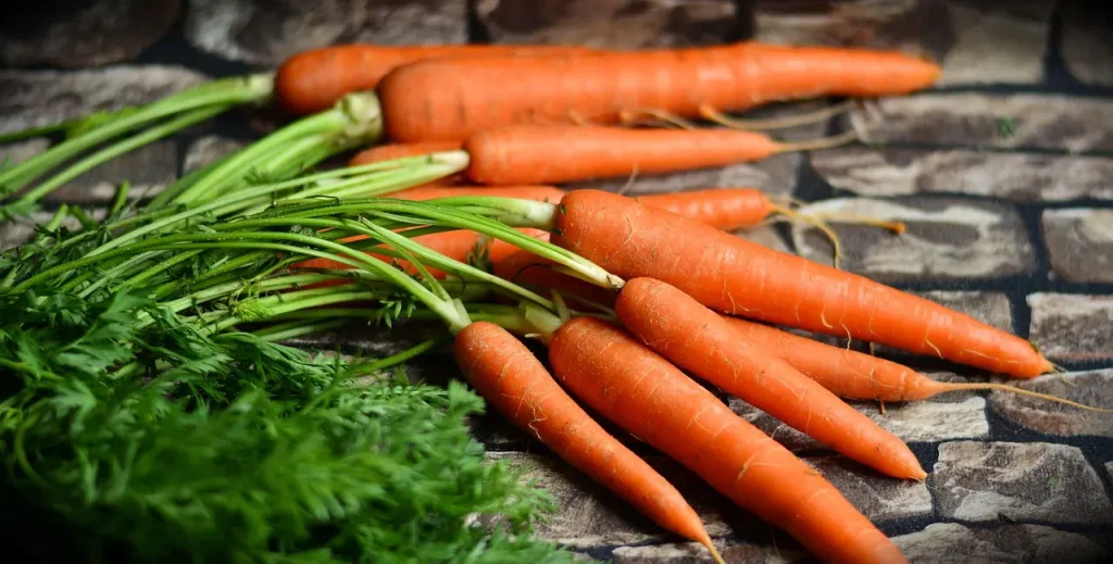 How To Grow Carrots Indoors 