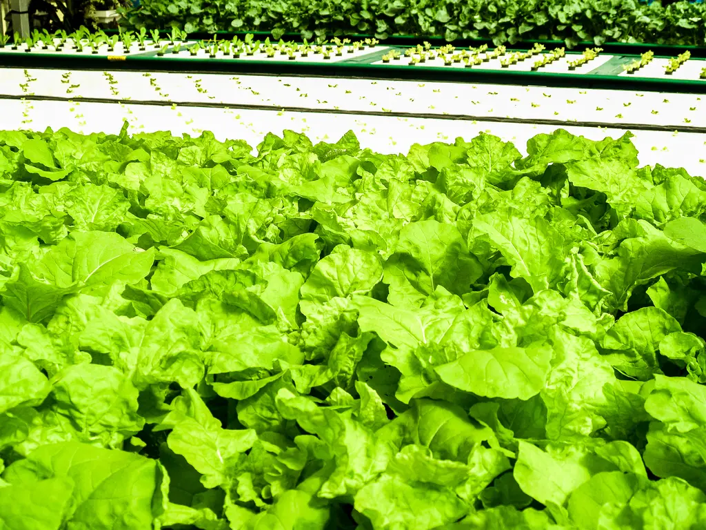 What Is Organic Hydroponic Gardening?
