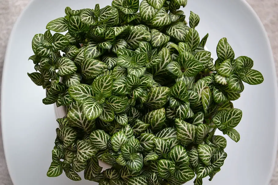 Fittonia Flourishing