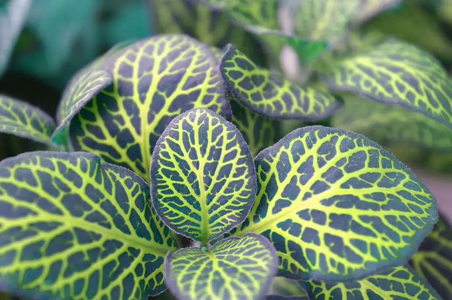 Watering Your Fittonia