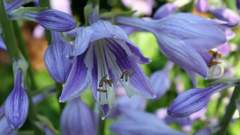 Purple Hosta Blossoms