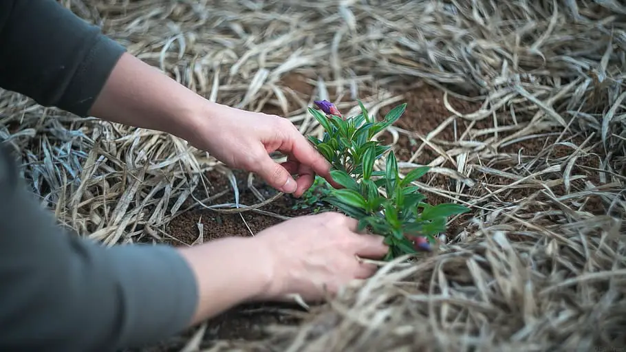 Transplanting vegetables in a backyard urban garden