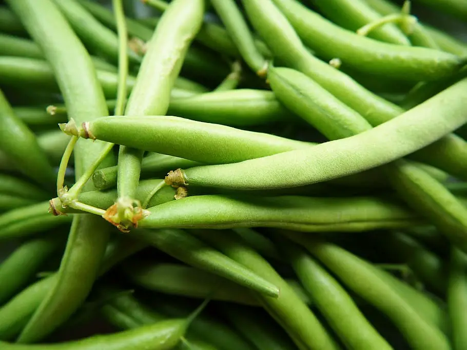 Urban Gardening Advantages - Green beans