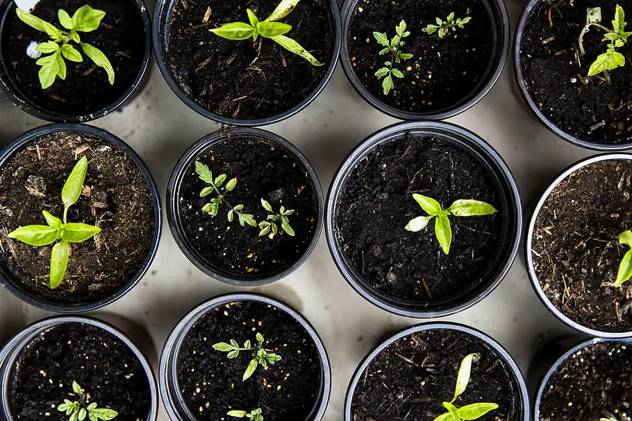 Urban Gardening for Beginners