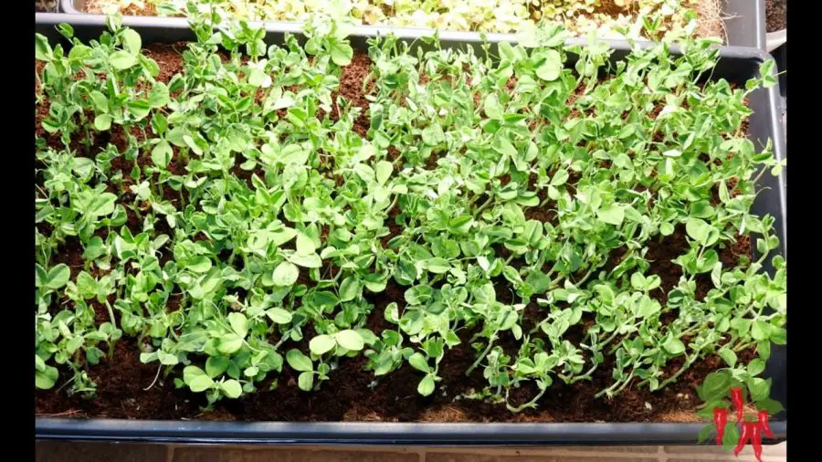 growing pea shoot microgreens