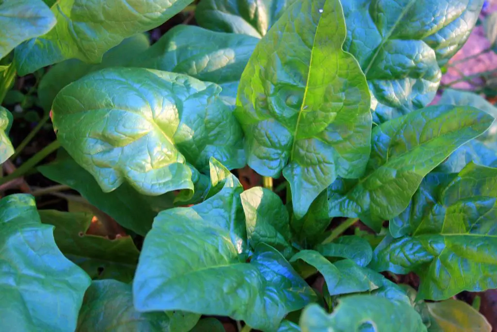 How To Grow Spinach Indoors