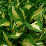 Heart Shaped Hosta Care
