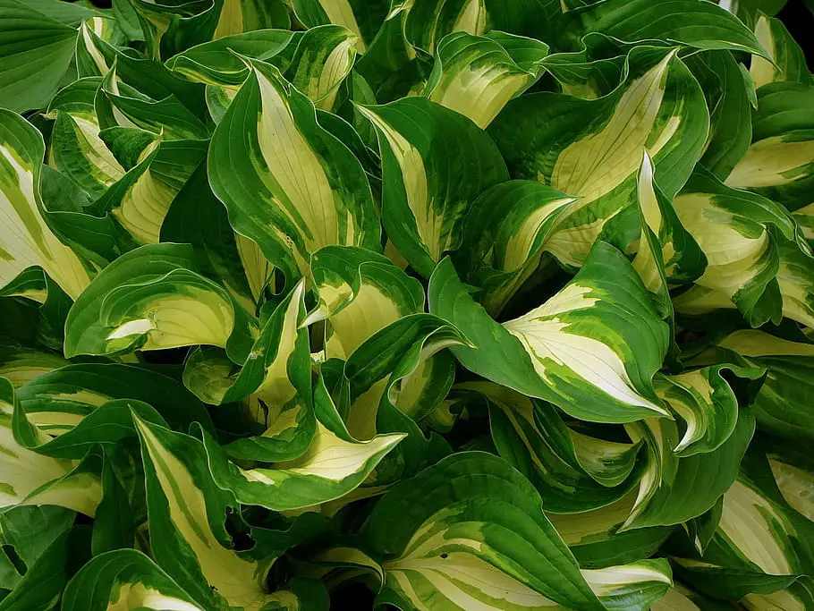 Heart Shaped Hosta Care