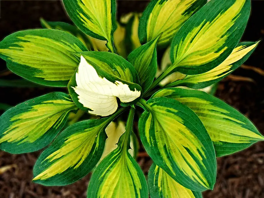 Hosta