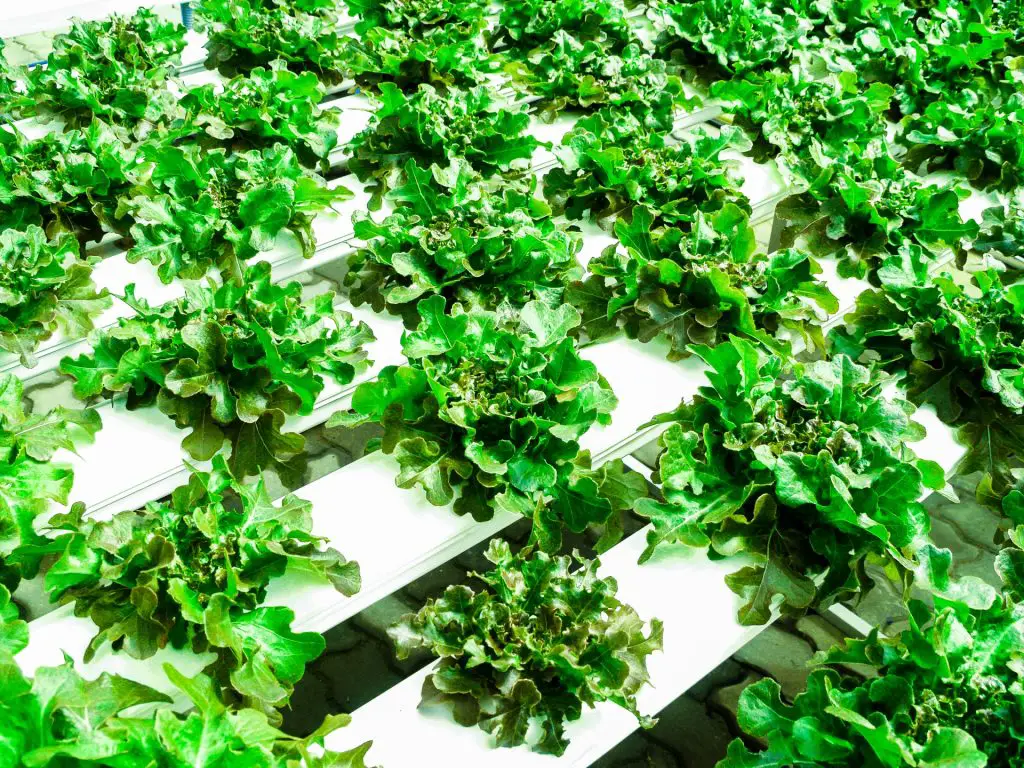 What Is Required For Hydroponics?