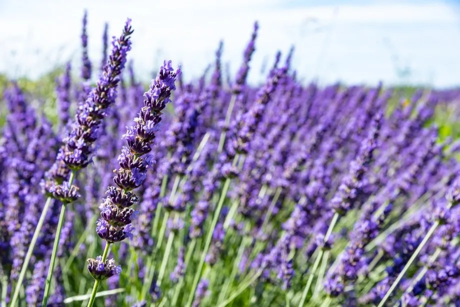 Care and Maintenance for Lavender in Pots