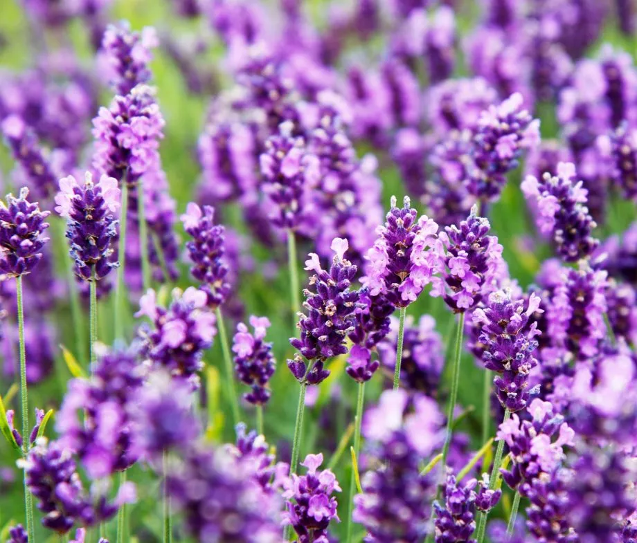 Harvesting Lavender