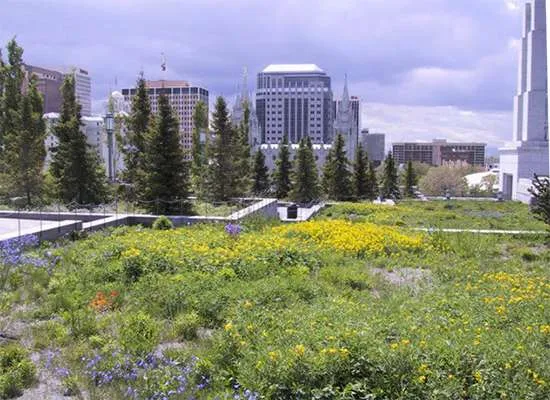 Do Green Roofs Work? The Transformative Power of Rooftop Gardening