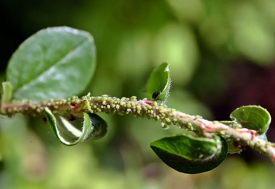 Aphids on a branch
