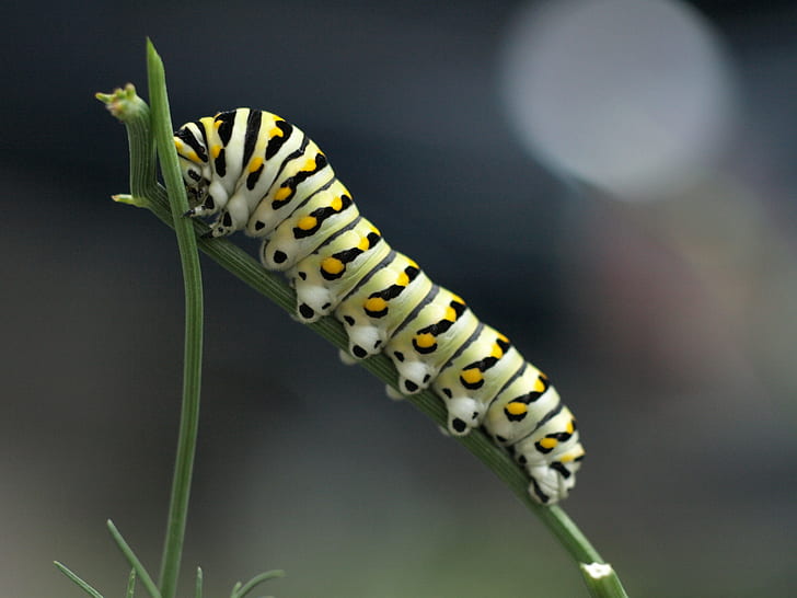 swallowtail caterpillar on green leaf, dill weed