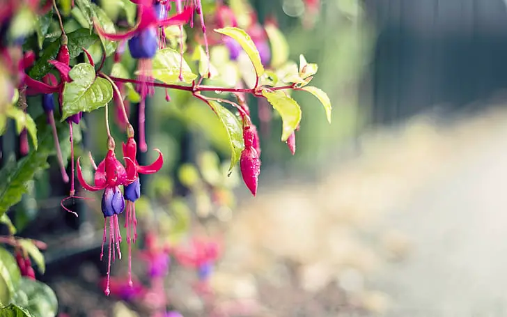 Fuchsias